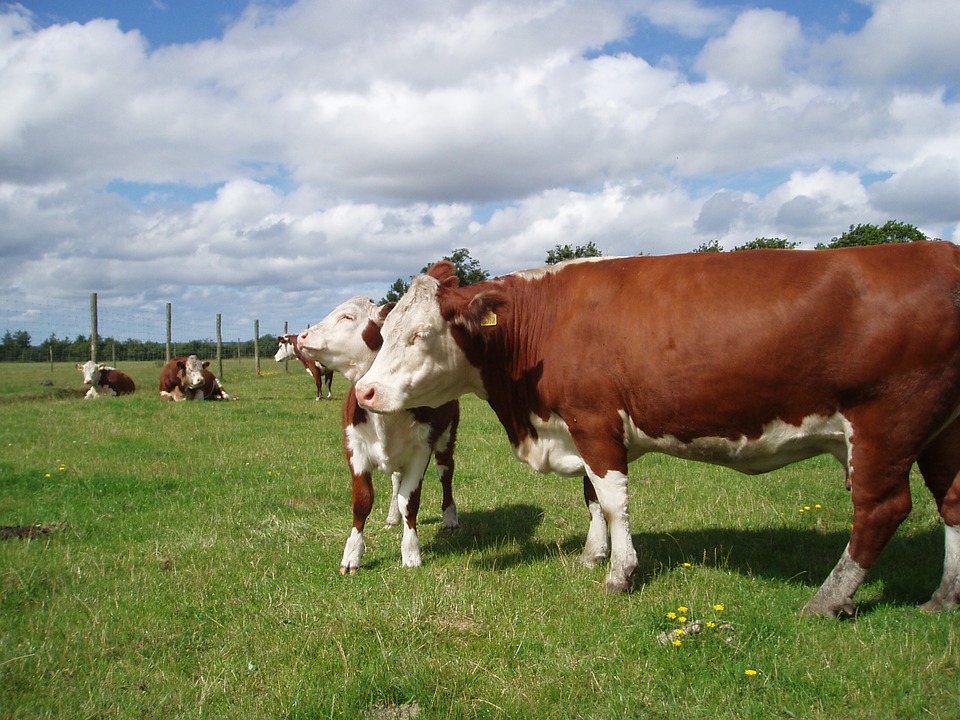 cattle-96983_960_720