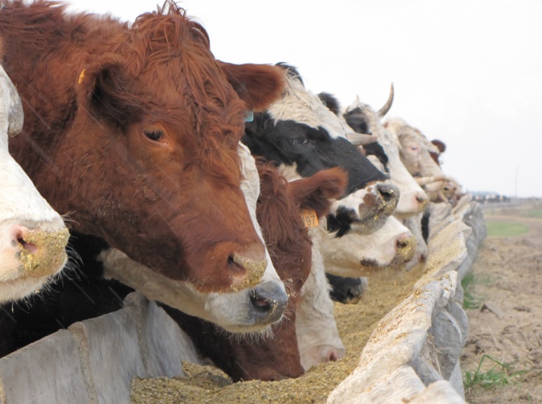 feedlot