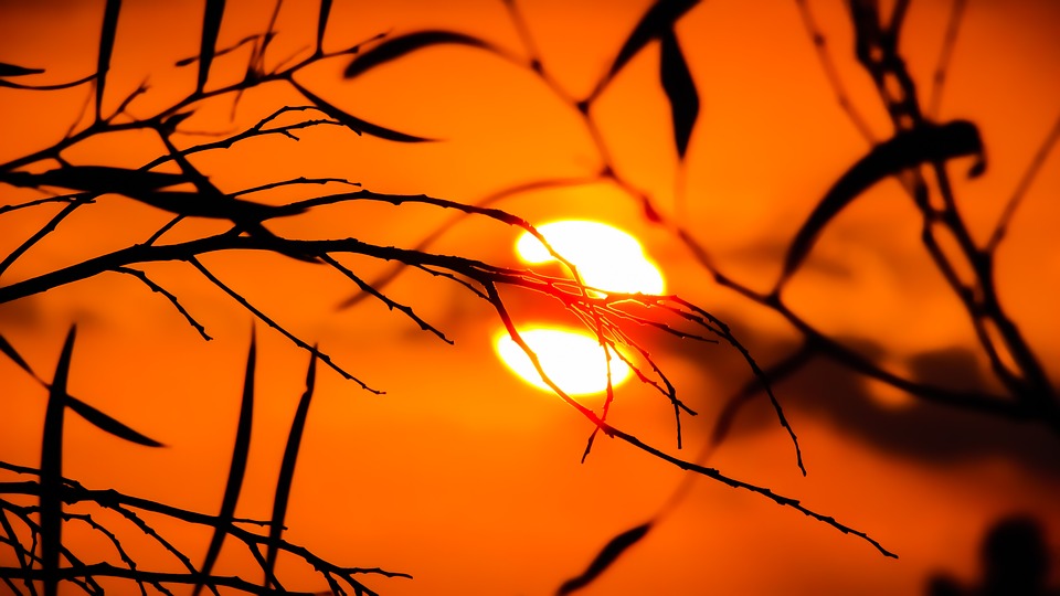 branch-1753736_960_720