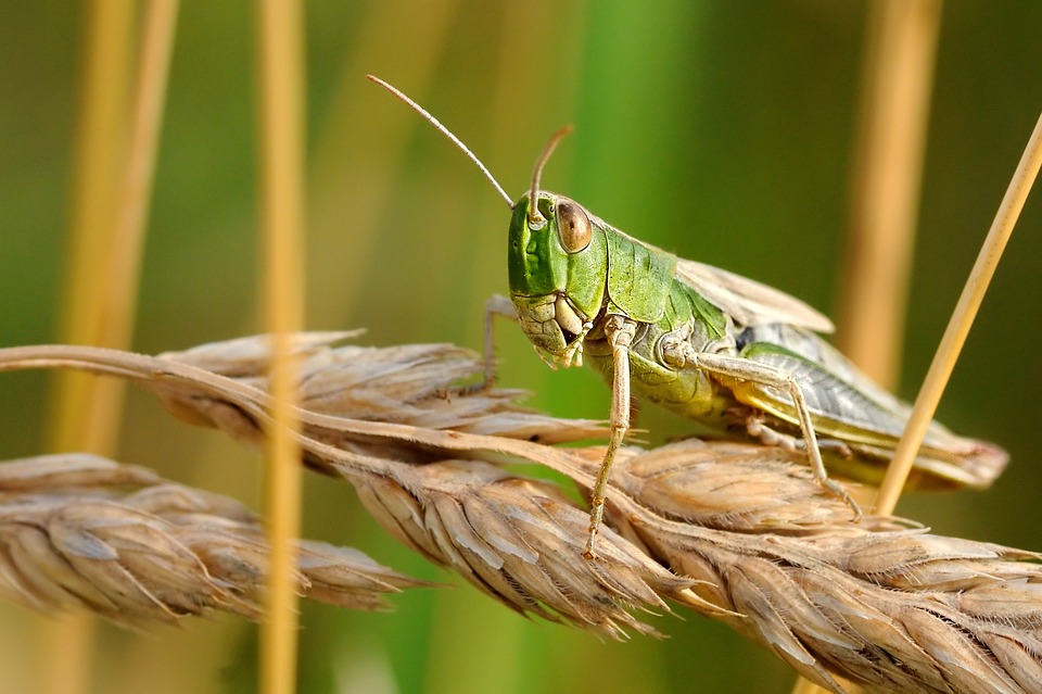 langosta