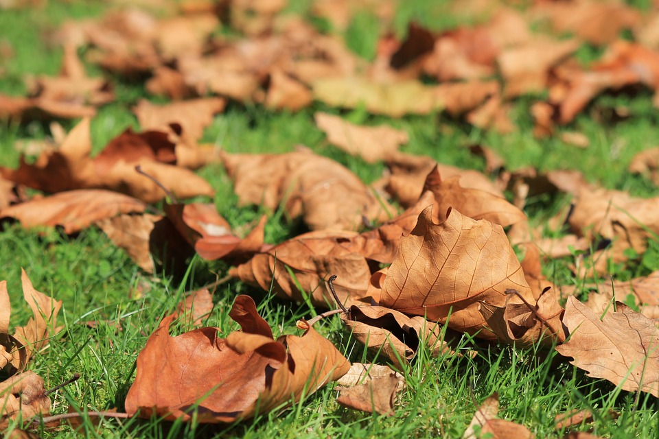 autumn-473059_960_720