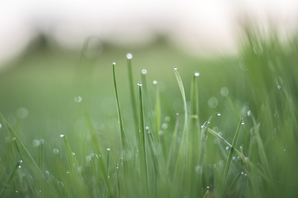 pasto-lluvia