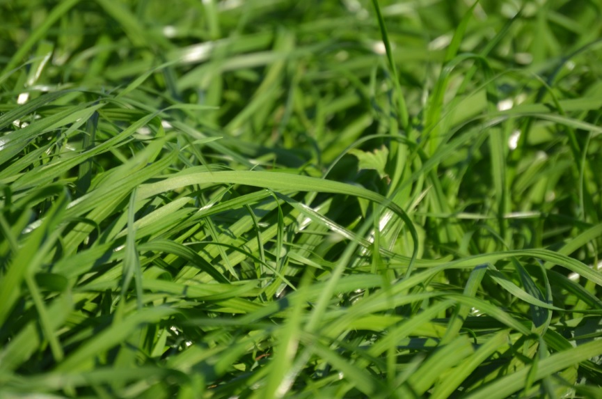 pasturas