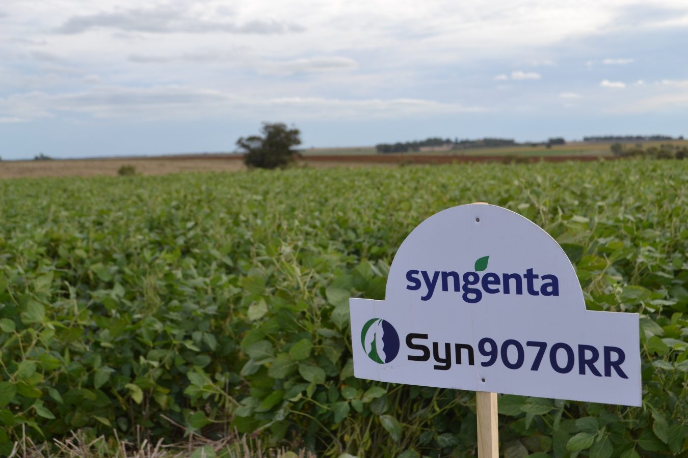 syngenta-6-17