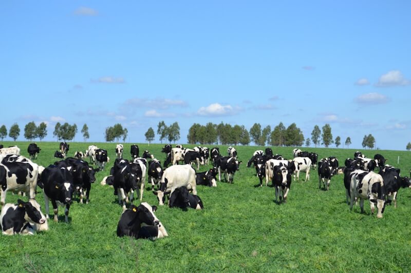 vacas1
