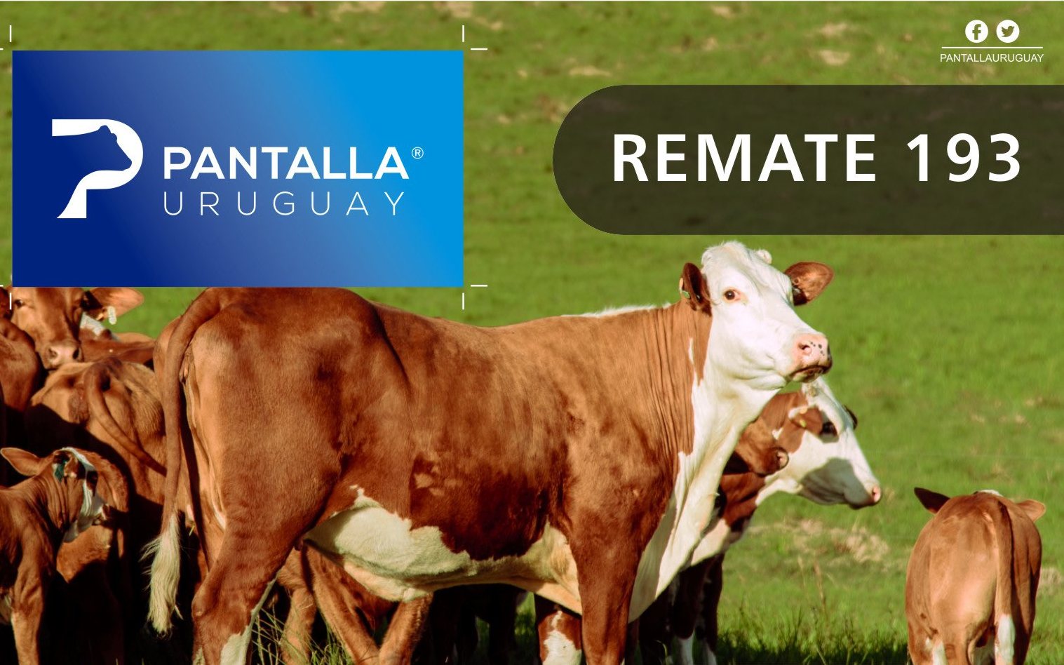 pantalla193