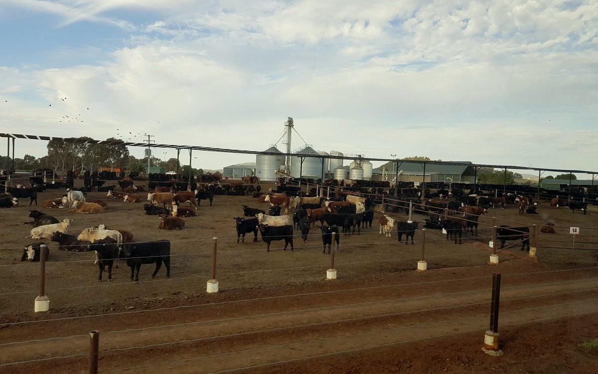 corral-ganado-australia-9-18