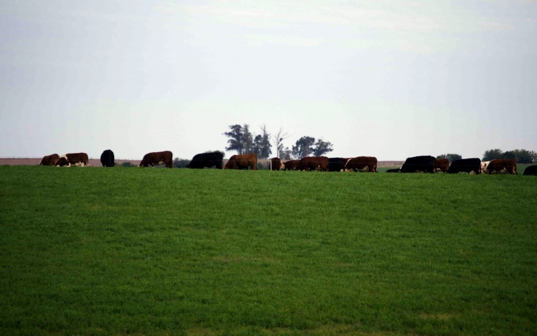 campo