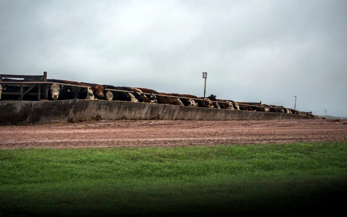 corral-ganado-c-7-17