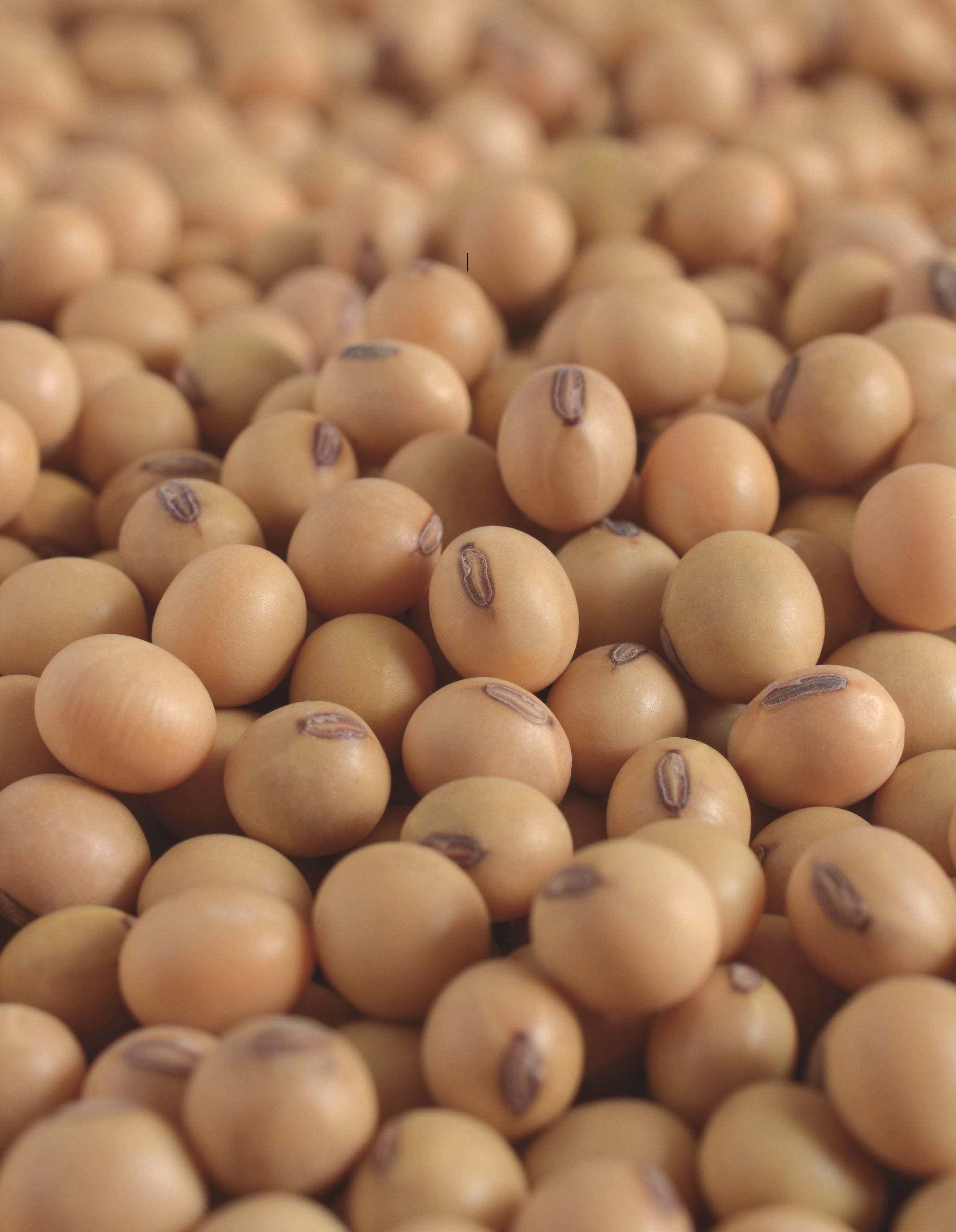 Soybeans close up,For processing into soy milk and cooking,Agric