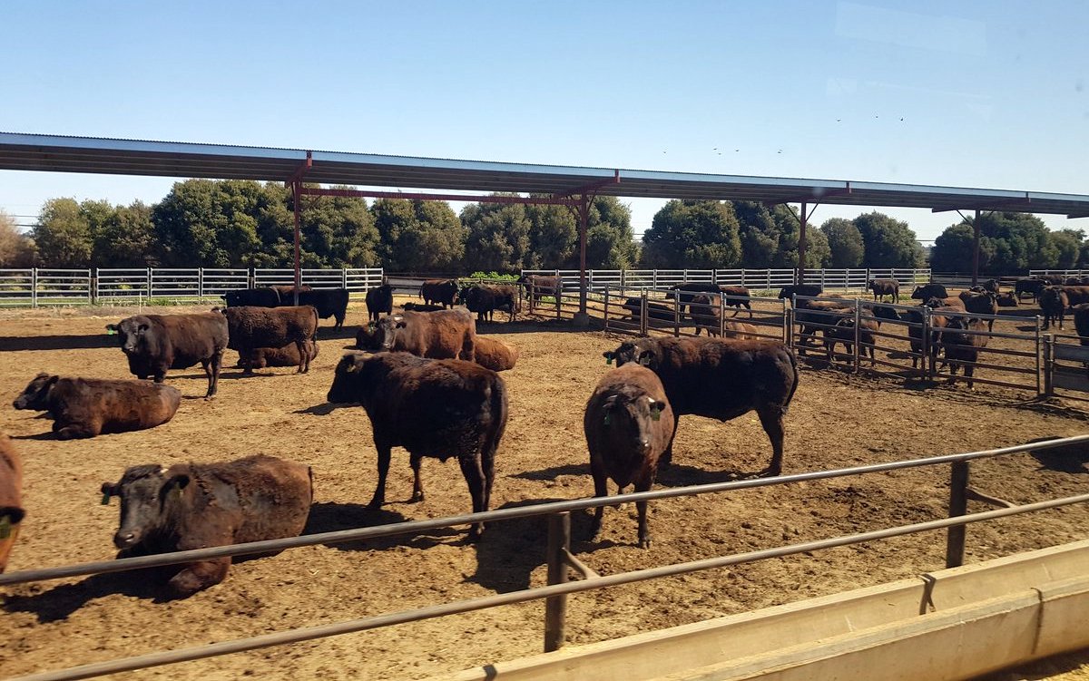 corral-ganado-australia-9-18-1