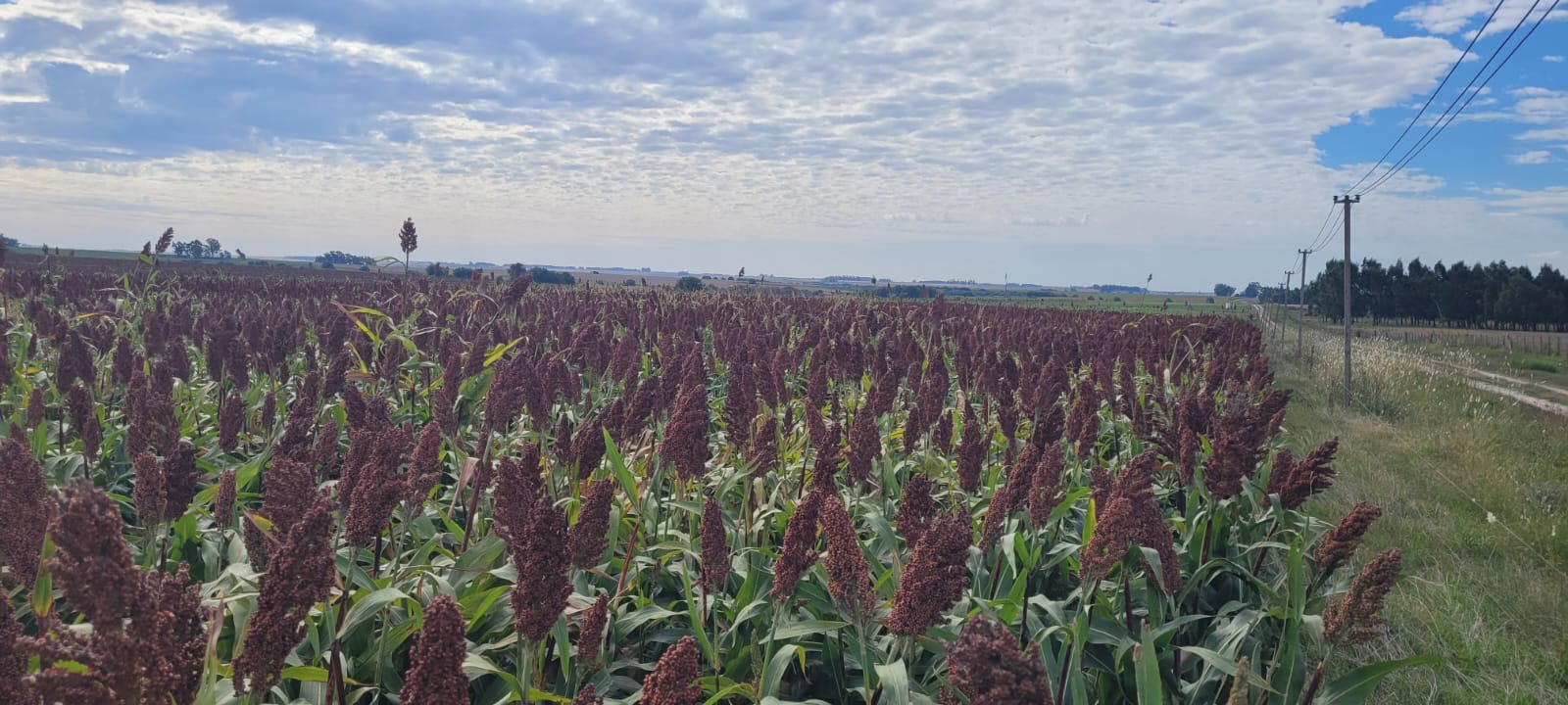 sorgo