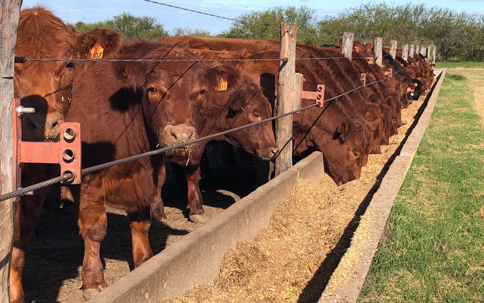 Corral-de-engorde-feedlot