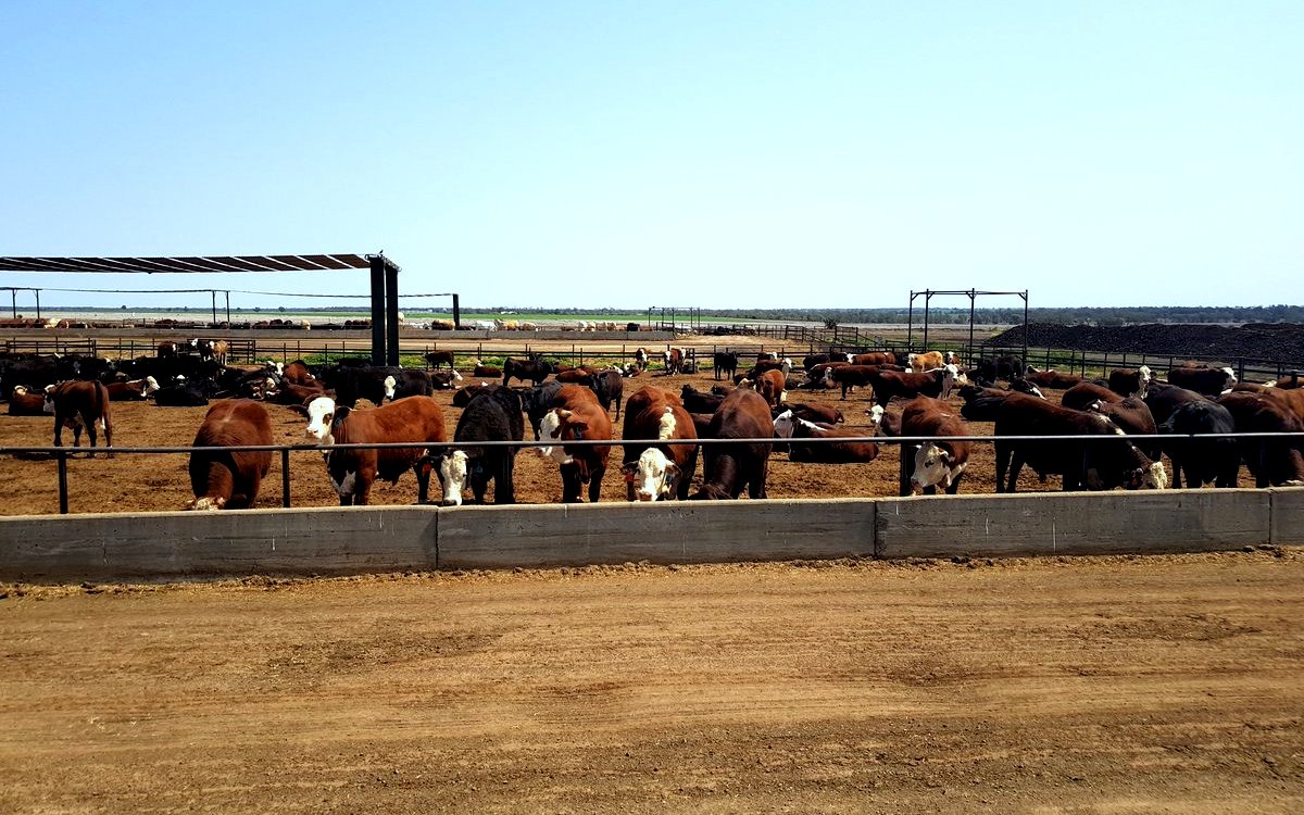 australia-feed-lot-9-18