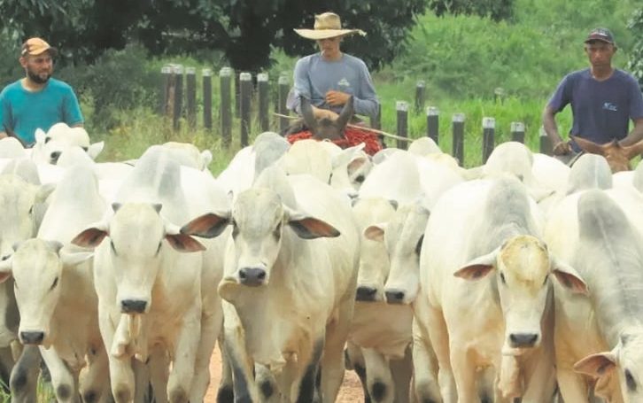 ganado-brasil-e1704287999403