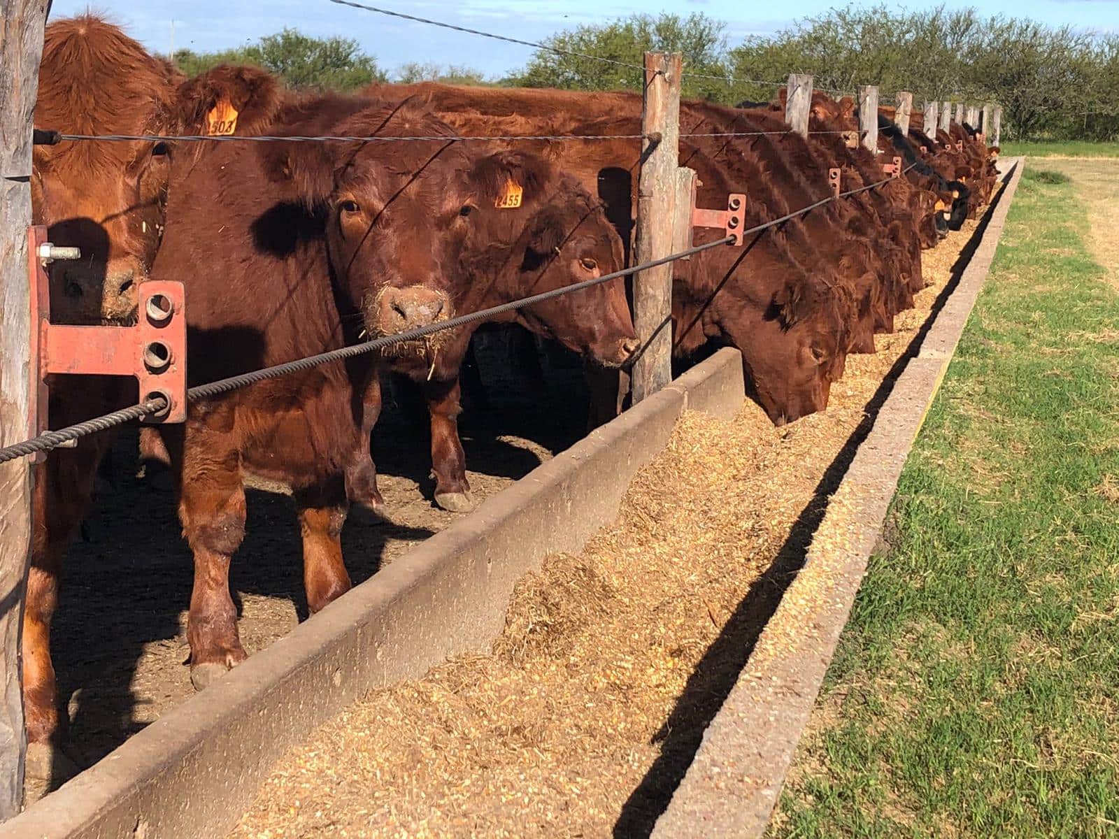 Corral-de-engorde-feedlot