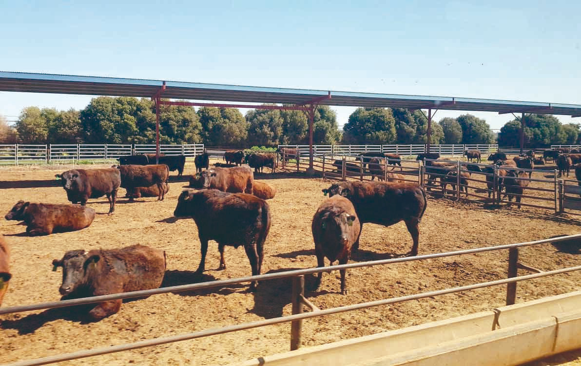 Corral-feedlot-Australia-sombra-1