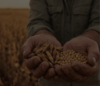 ERRO – Soja (cuadrada)