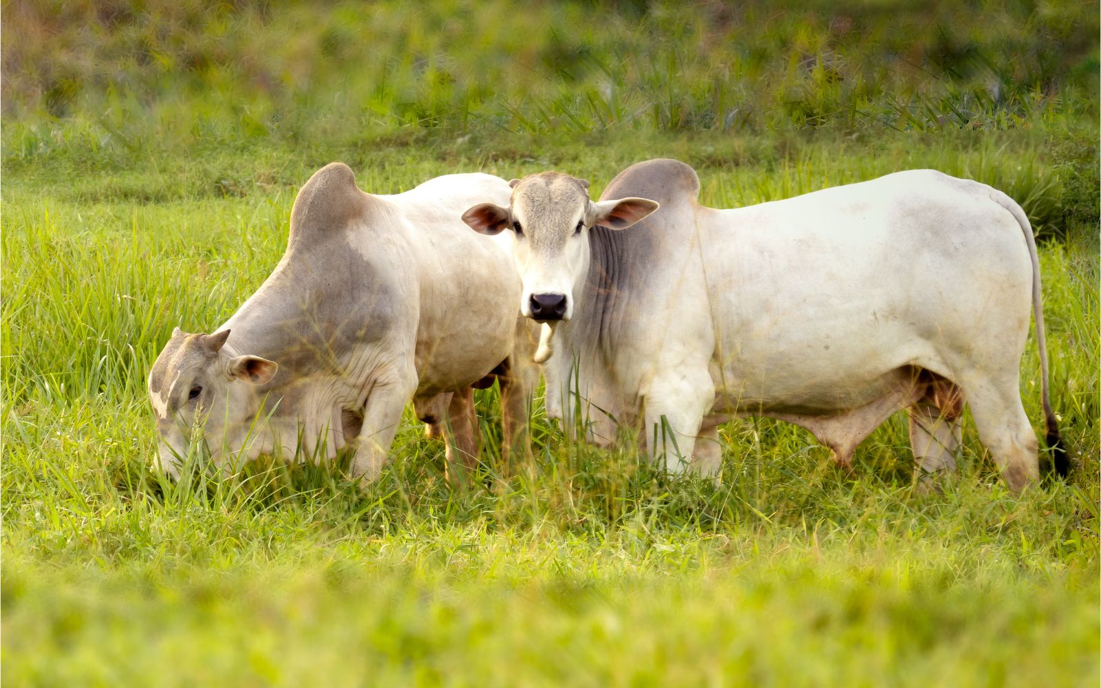 Ganado-brasileno_13052026
