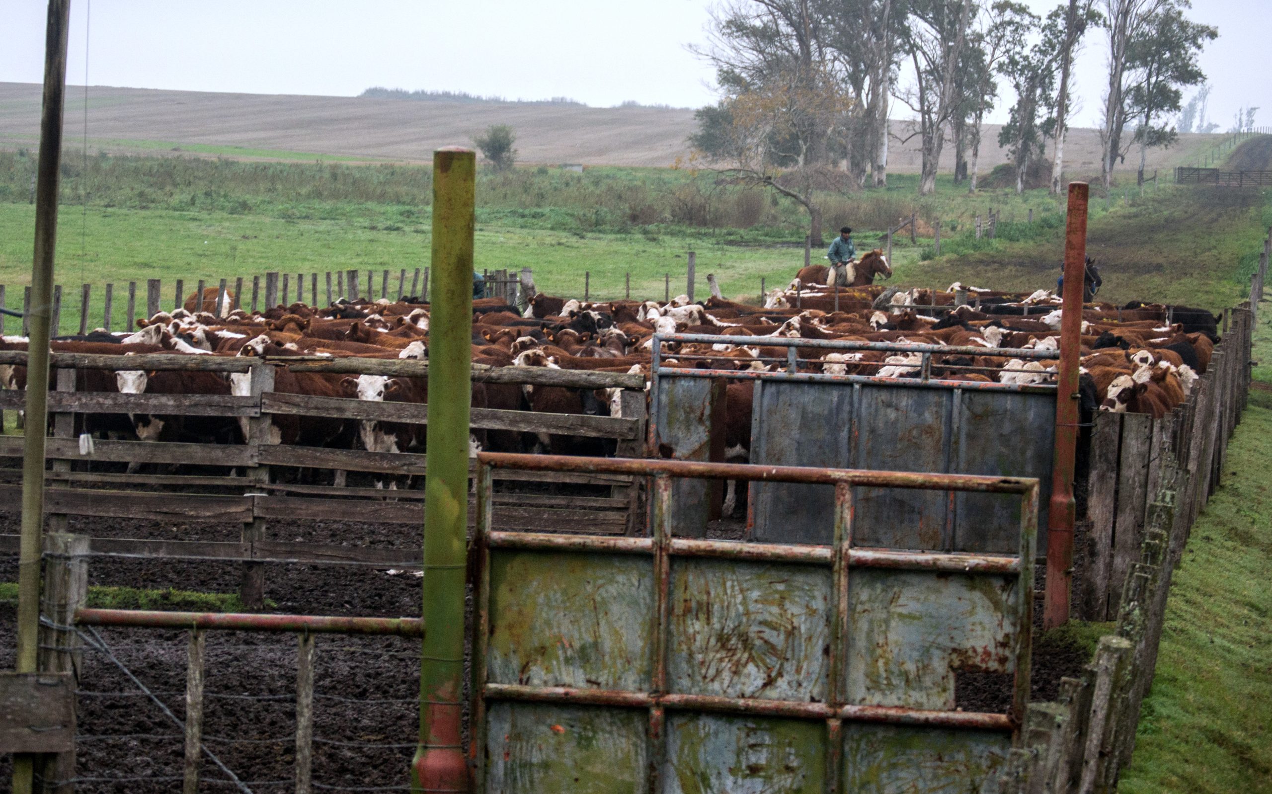 corral-ganado-trabajo-2-4-19