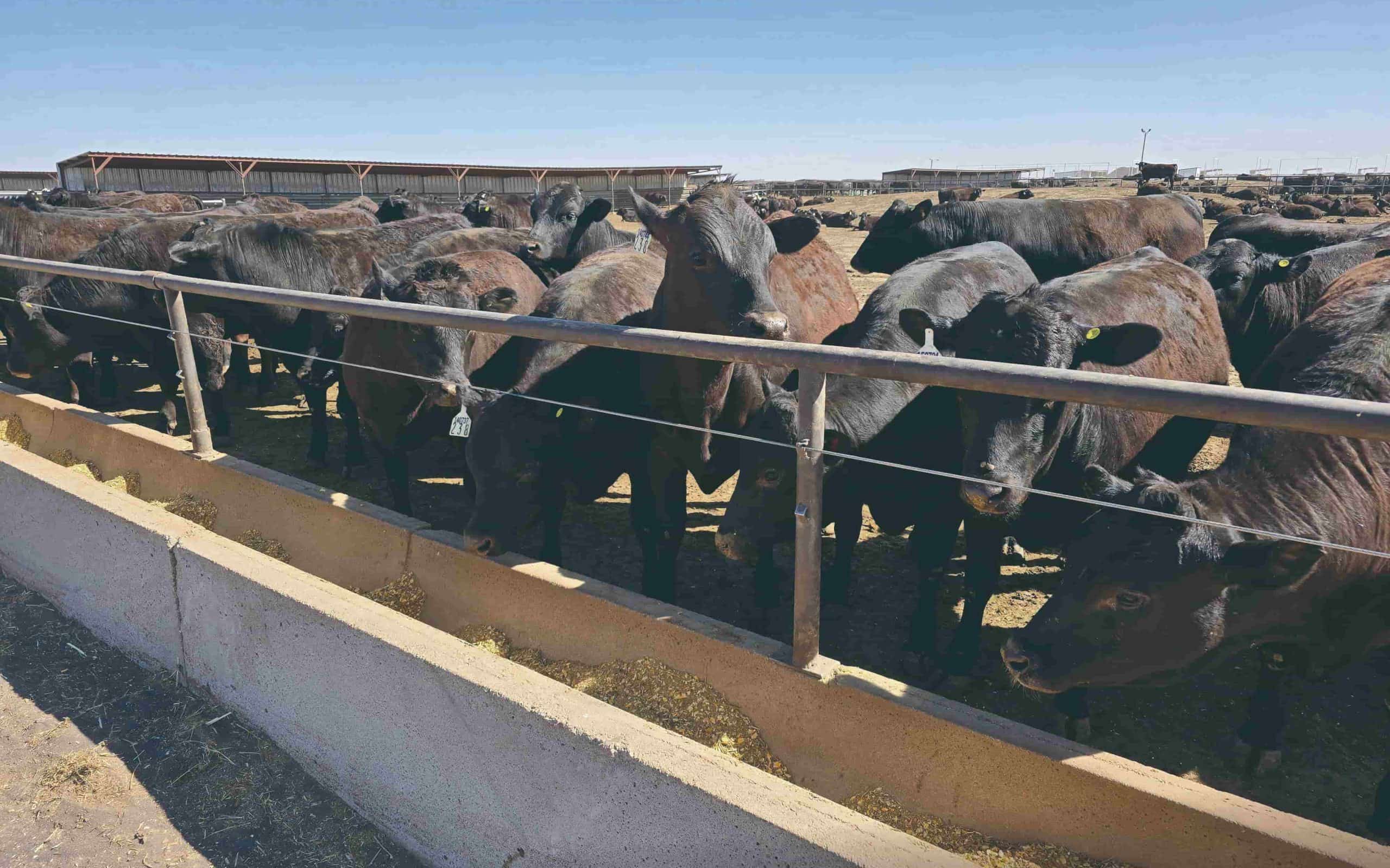 feedlot-eeuu-scaled-e1774864715340-1