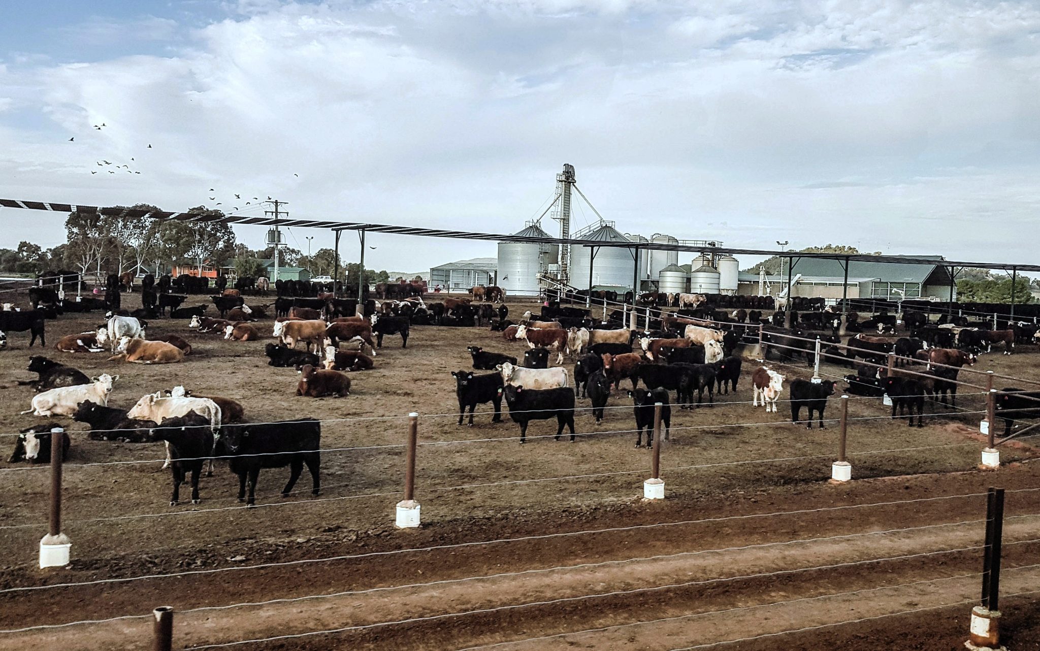 australia-corral-11-18