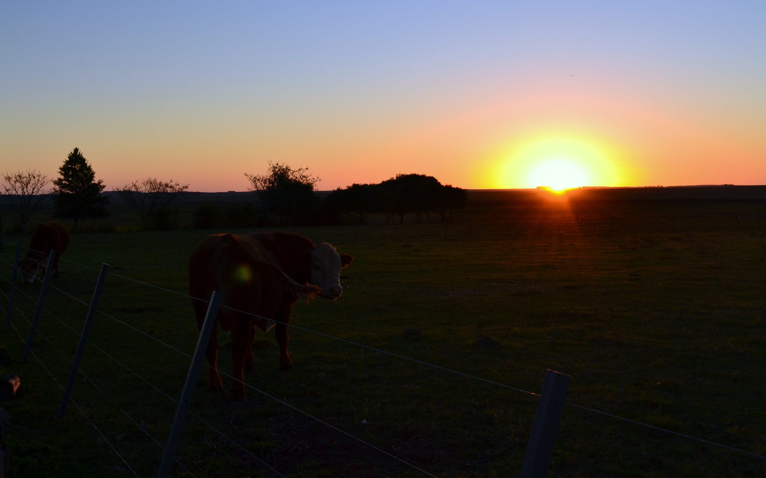 campo-ganado-9-19-15