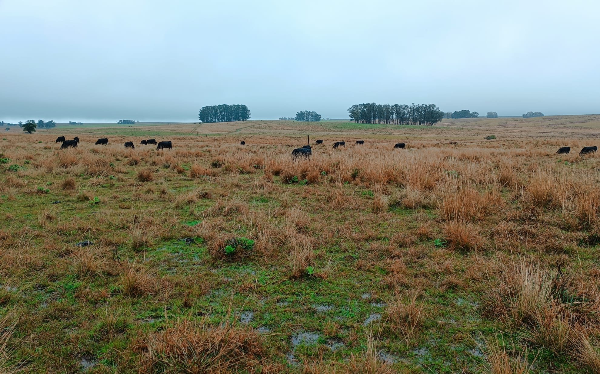 campo-natural-e1781712479787