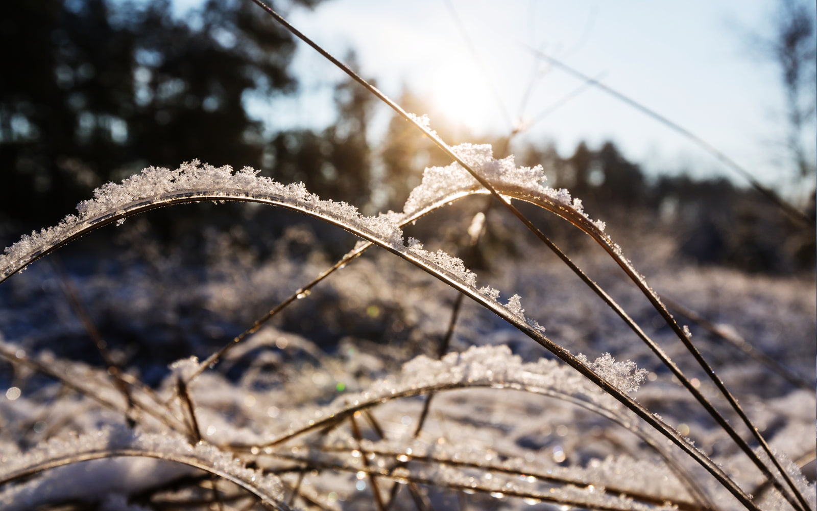 helada_24042026