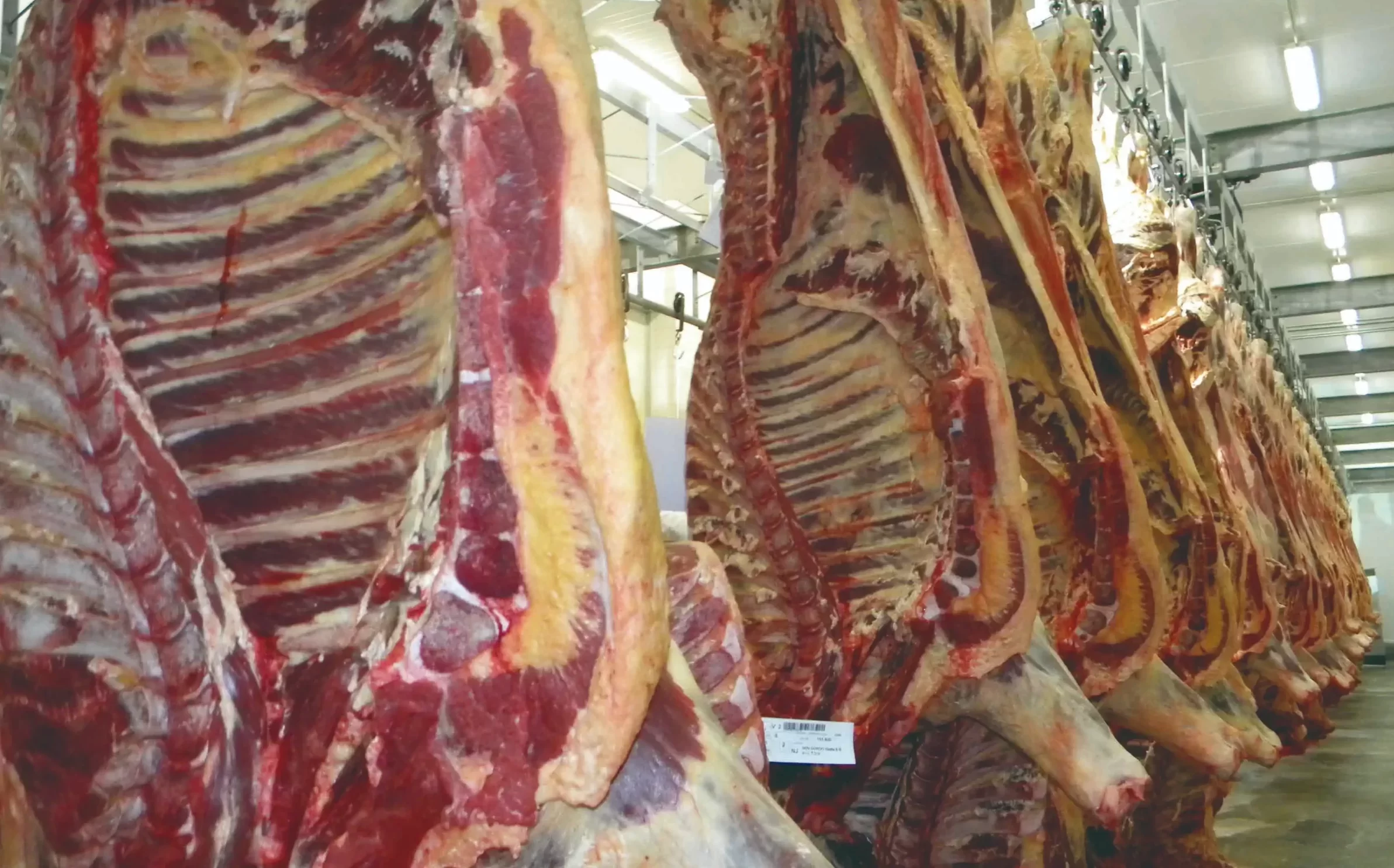 Frigorífico carcasas carne res