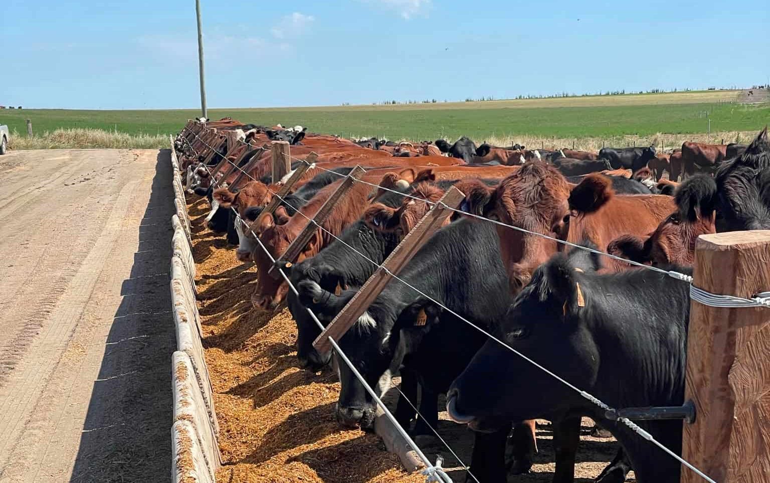 Kent-recria-ganado-corral-3