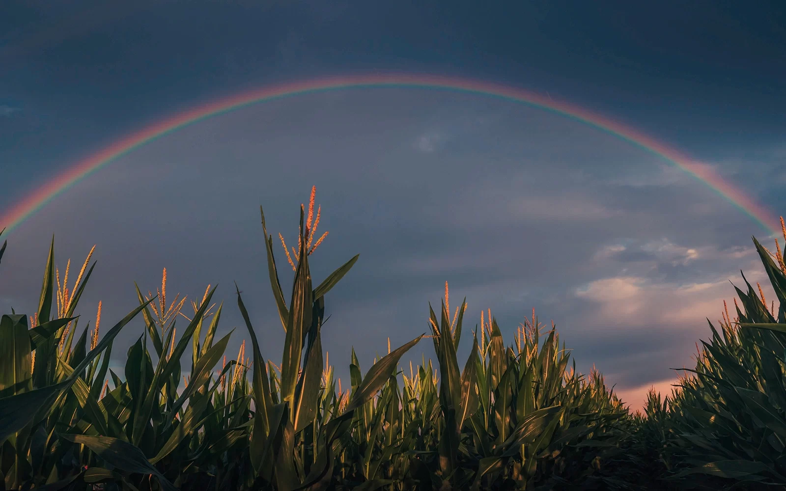 Maíz lluvia