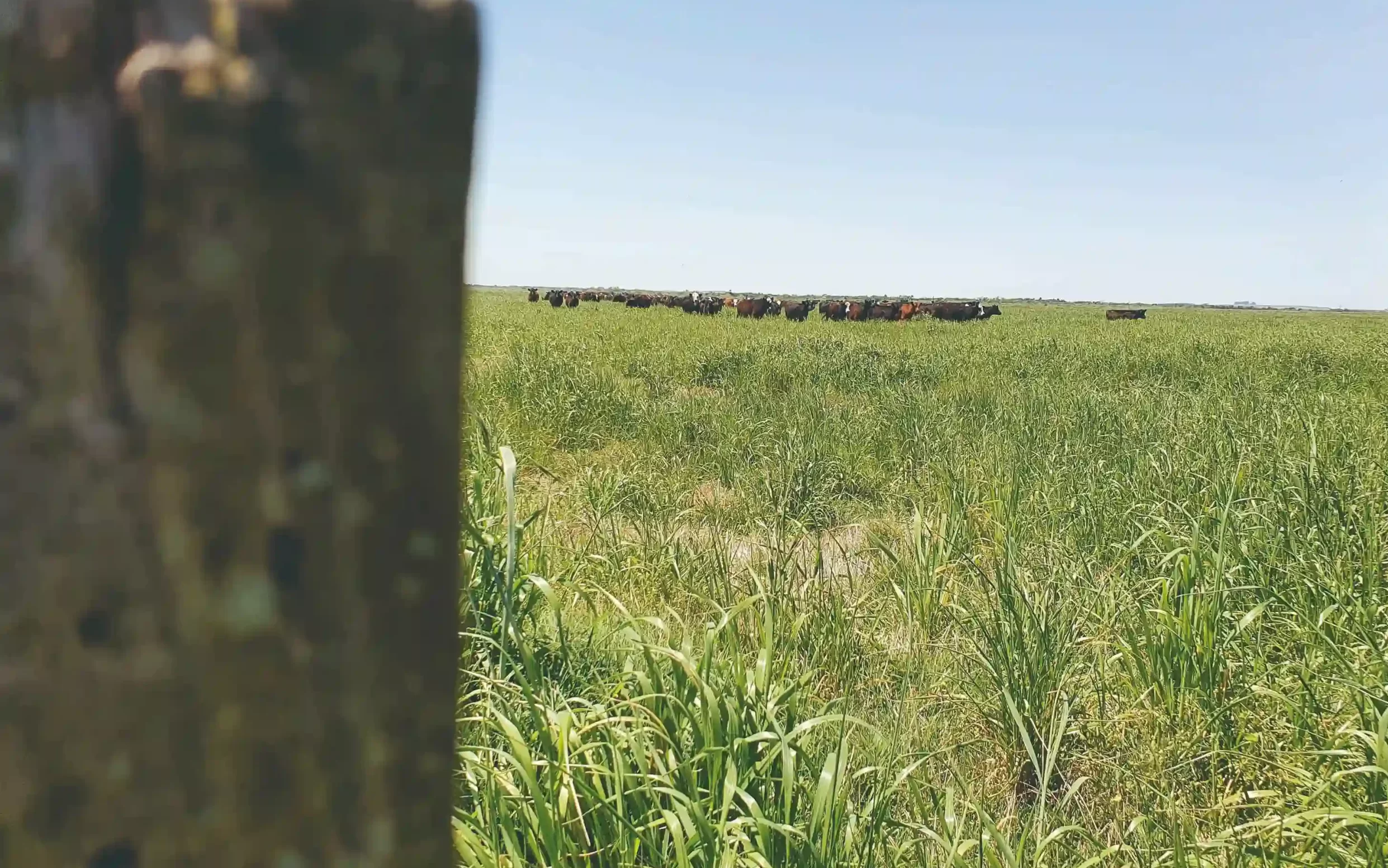 campo ganadería pasturas