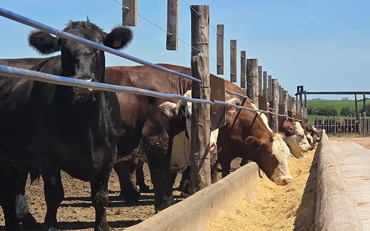 corral feedlot_27072026