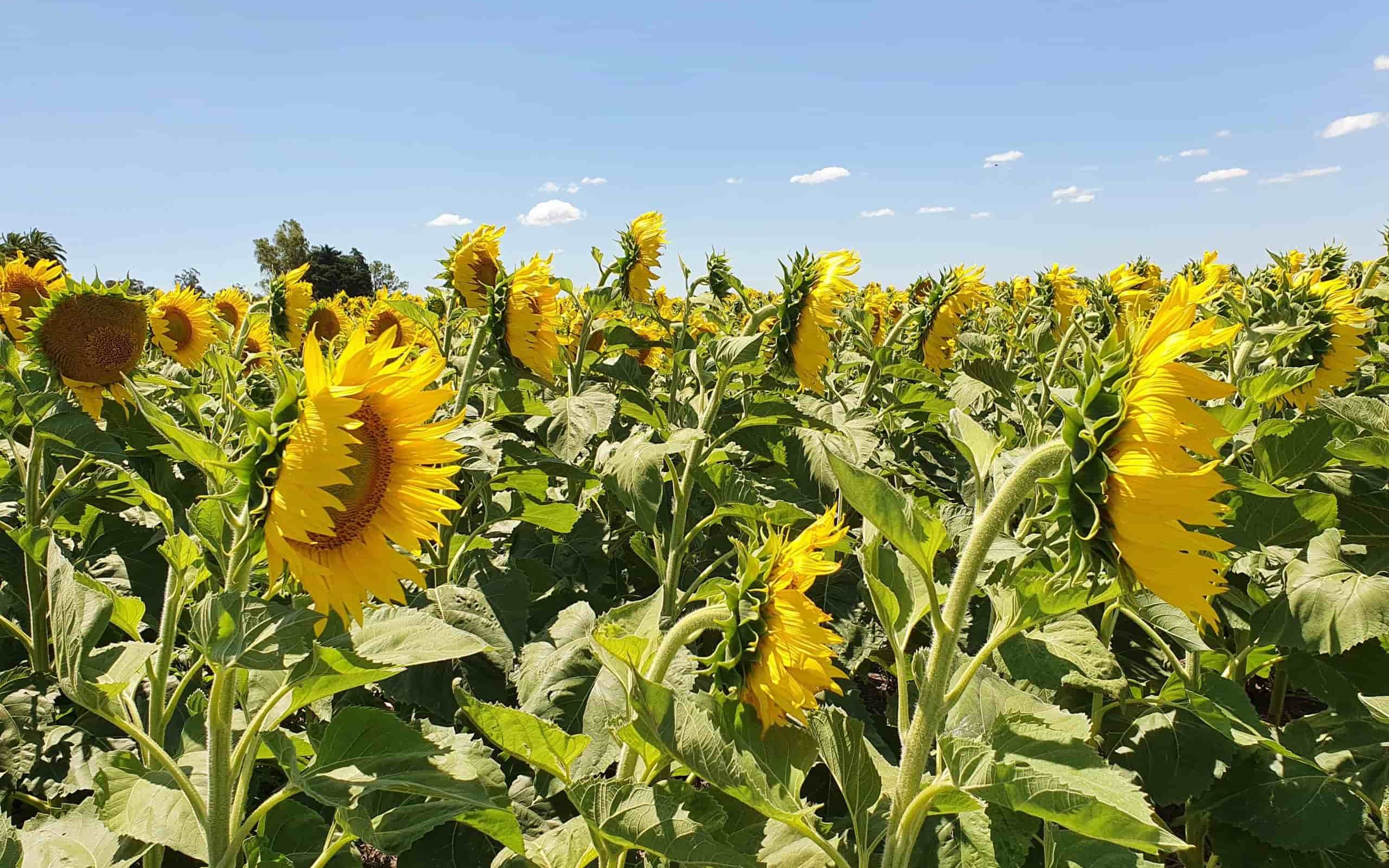 girasol_30072026