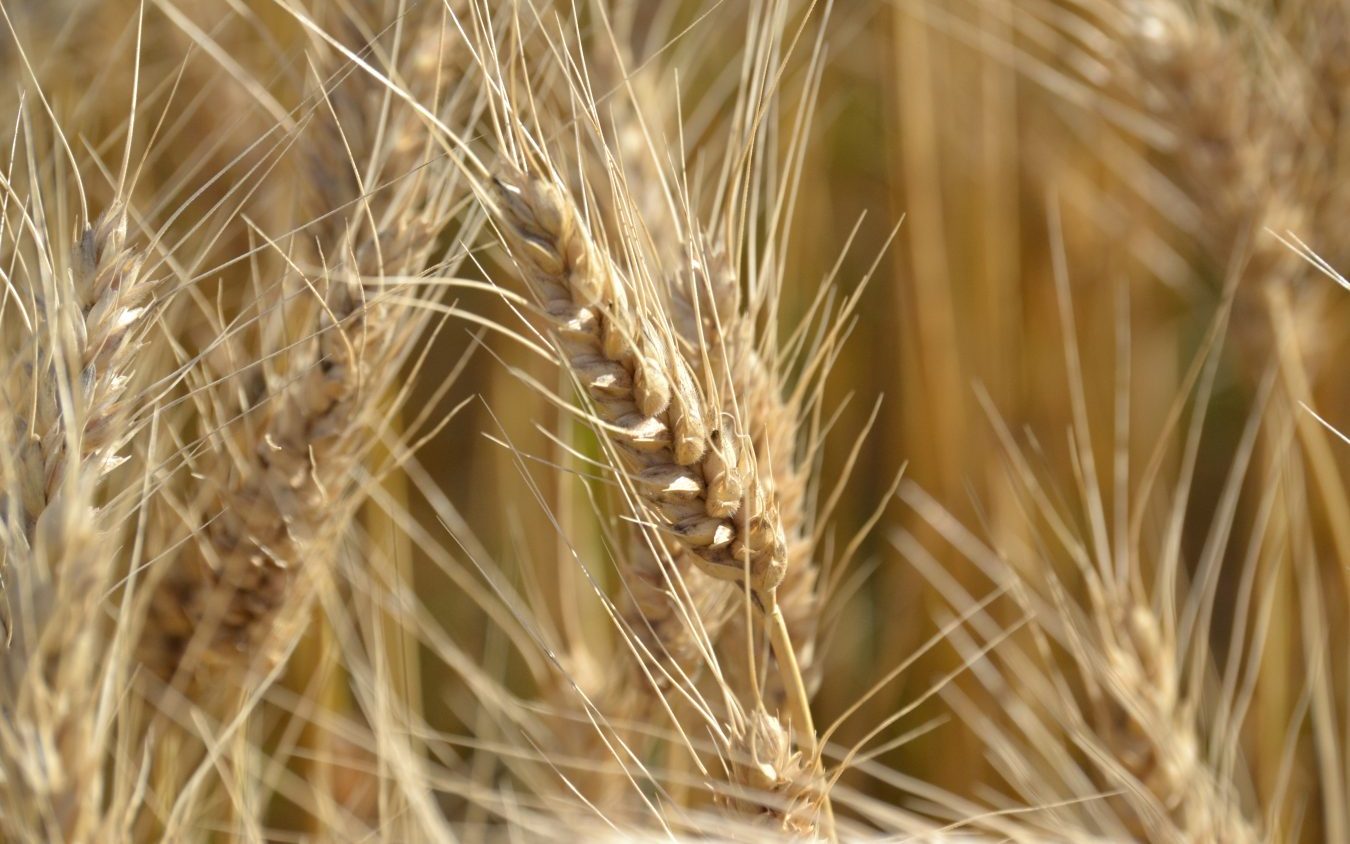 trigo_20072026