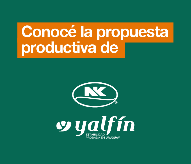 Yalfín_NK 842 (cuadrado)
