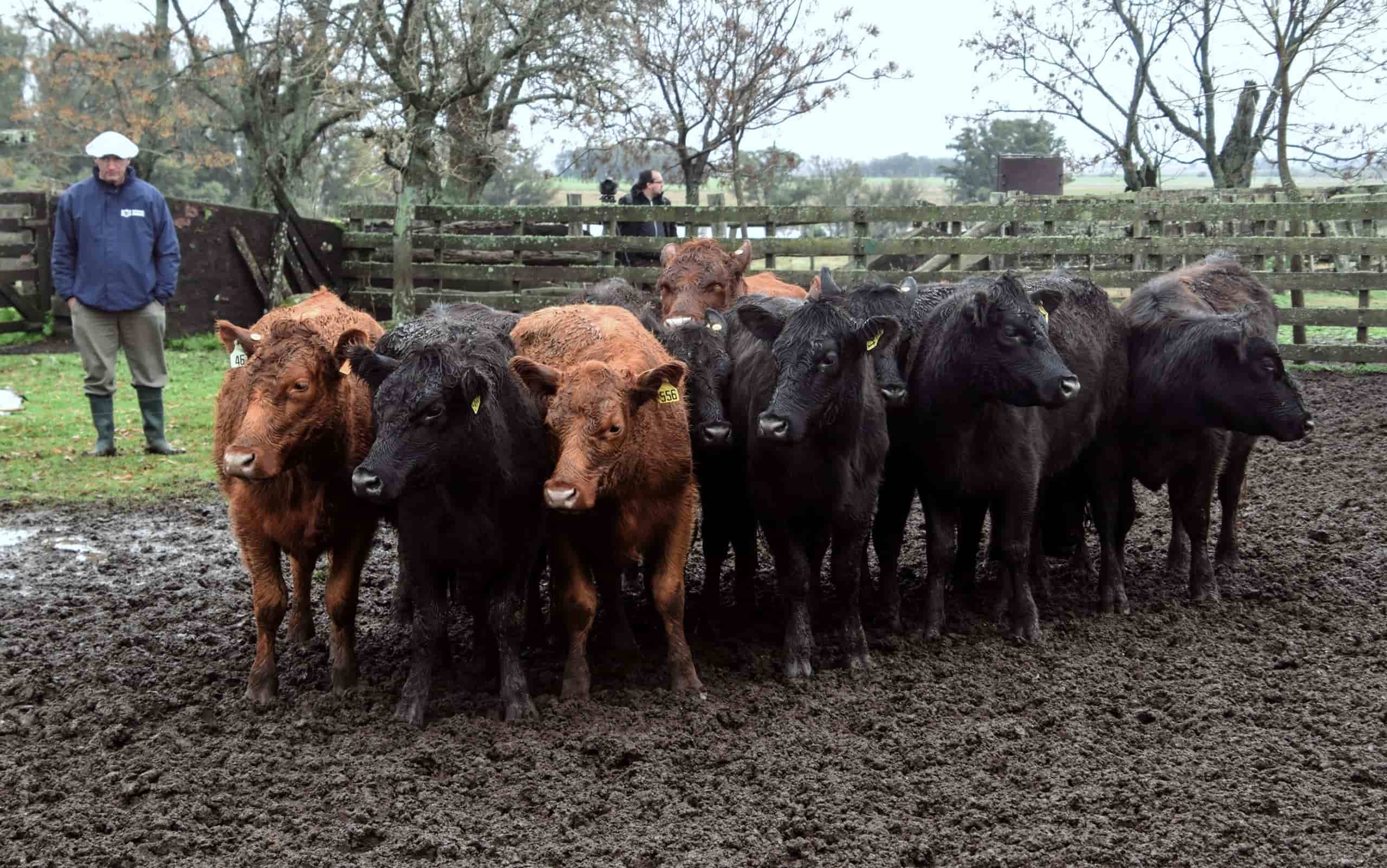 La-Acacia-GANADO-ANGUS
