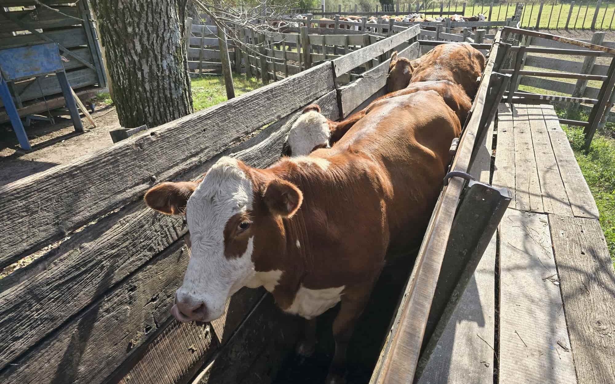 Vaca en manga ok
