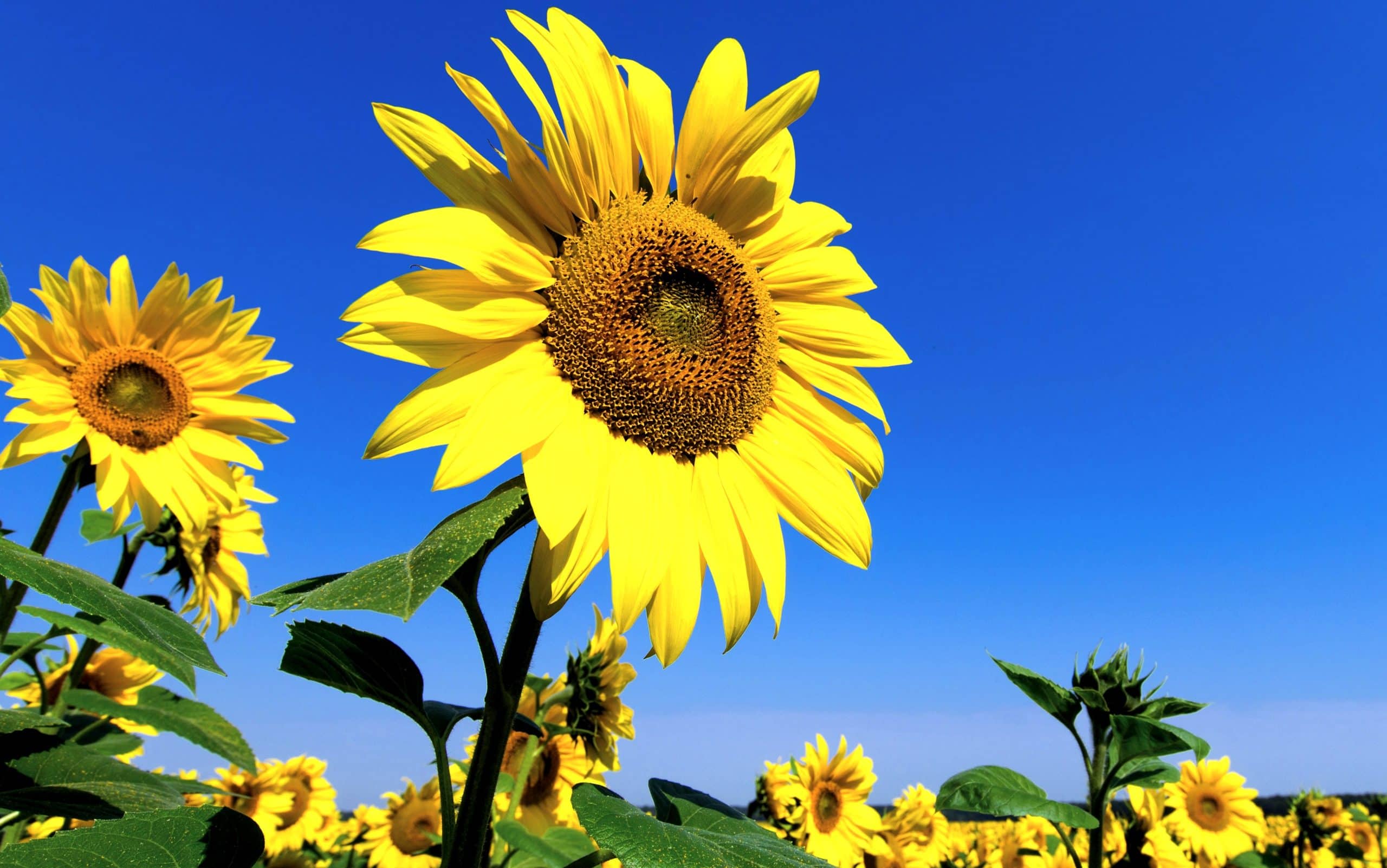 girasol_04082026 (1)