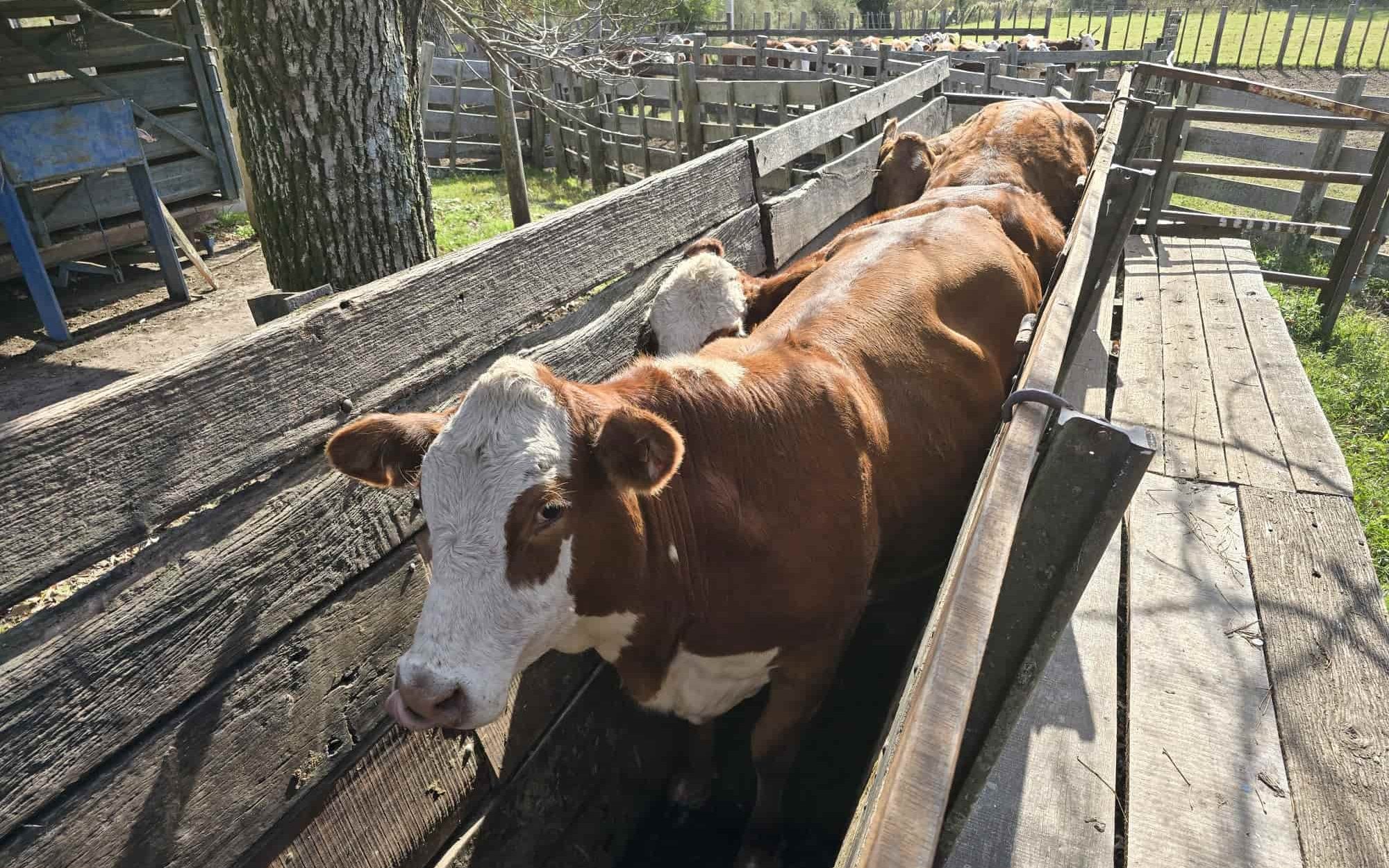 vaca en manga