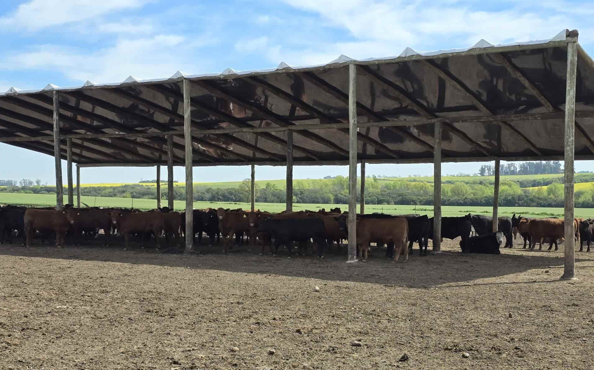 corral con sombra_29092026