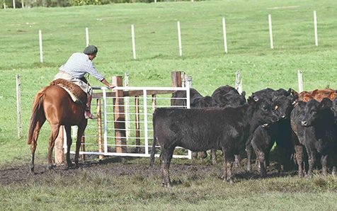 Ganaderia Angus