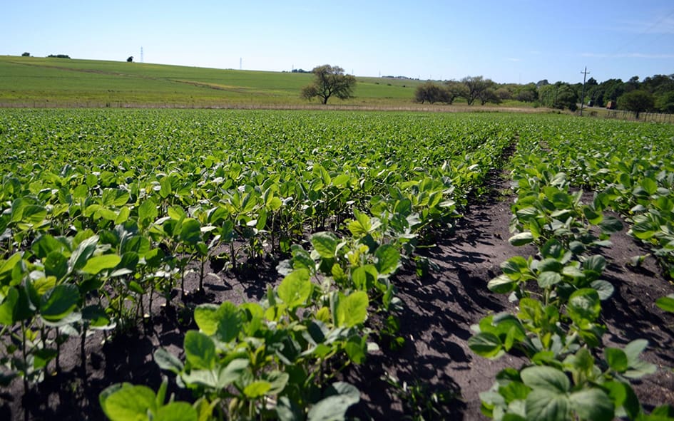 soja cultivo (1)