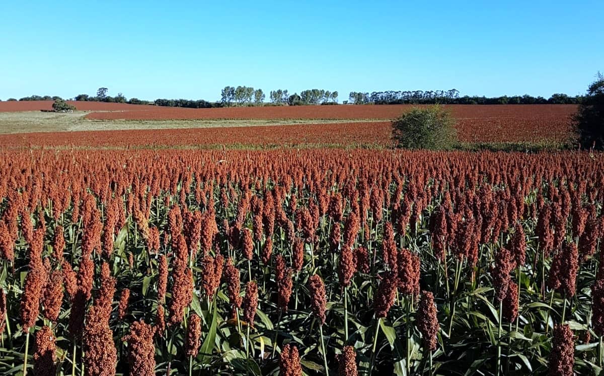 sorgo_07102026