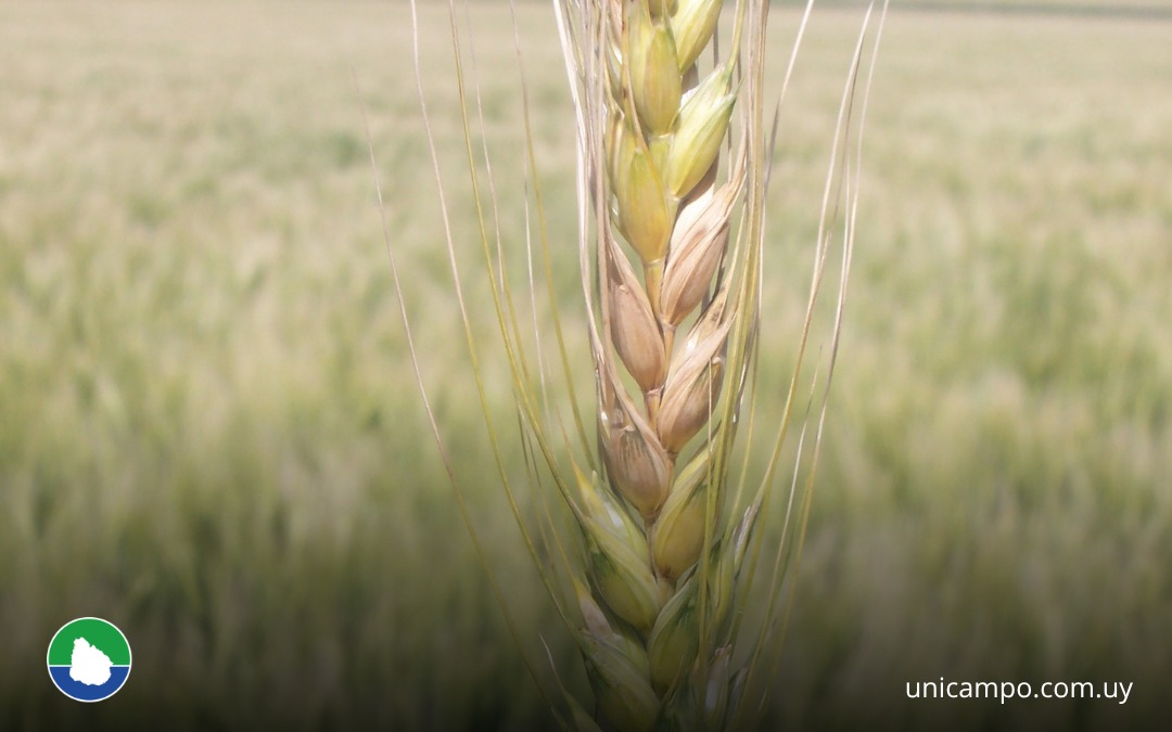 trigo fusarium unicampo